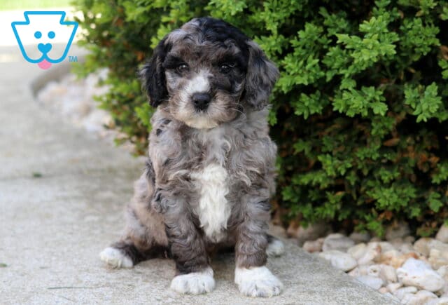 Merle Cockapoo puppy with a curly gray and white coat sitting on a stone walkway near a green shrub, looking soft and curious outdoors image
