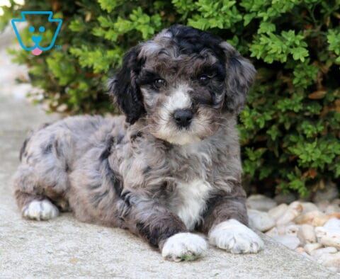 Curly merle Cockapoo puppy lying on a stone path beside green bushes and decorative rocks, with a soft gray, black, and white coat and a calm, gentle expression