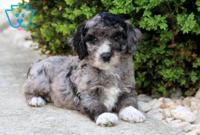 Curly merle Cockapoo puppy lying on a stone path beside green bushes and decorative rocks, with a soft gray, black, and white coat and a calm, gentle expression image