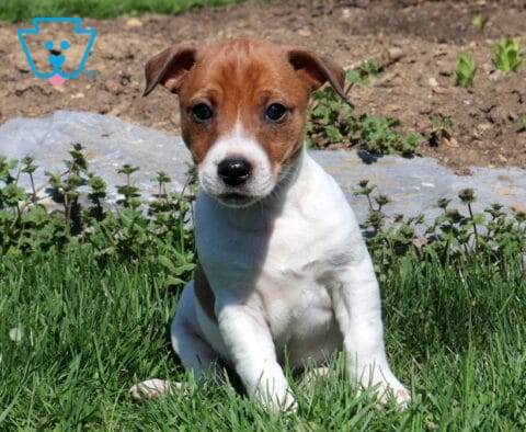 Ranger Jack Russell