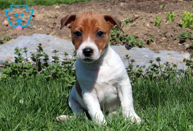 Ranger Jack Russell image