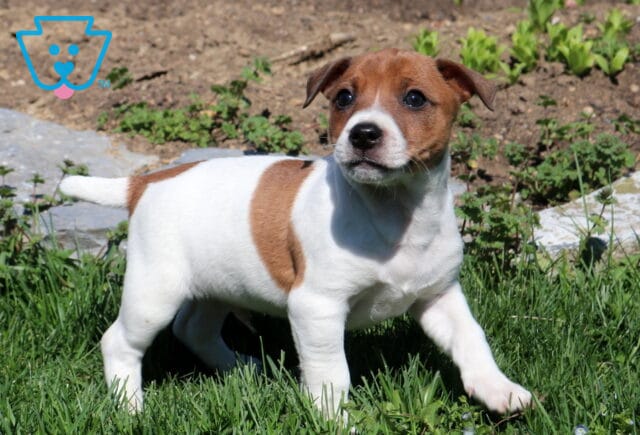 Ranger Jack Russell2 image