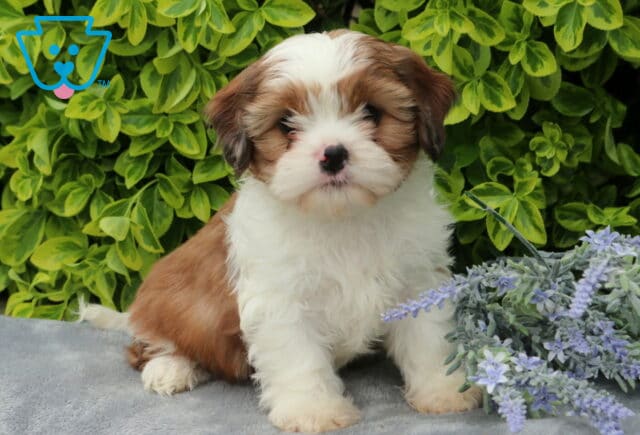 Reese Cava Tzu image