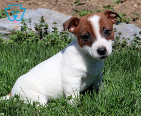 Reese Jack Russell