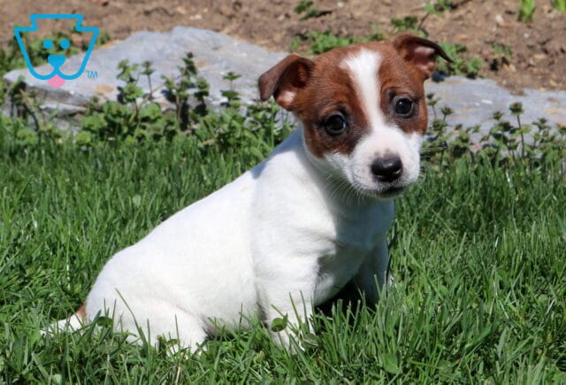 Reese Jack Russell image
