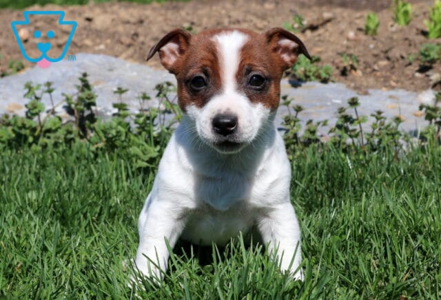 Reese Jack Russell2 image