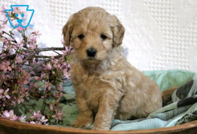 Reggie Cavapoo image