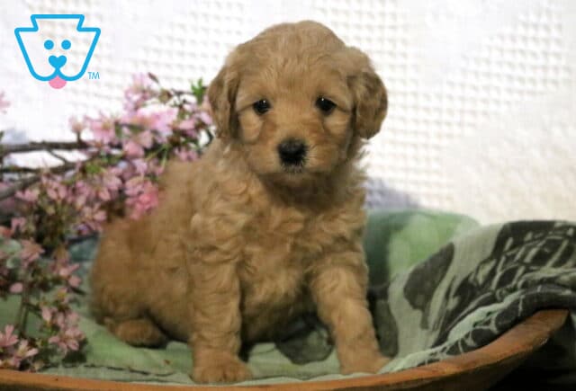 Reggie Cavapoo2 image