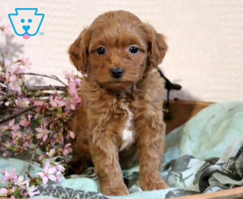 Rex Cavapoo
