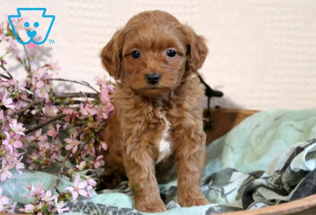 Rex Cavapoo image