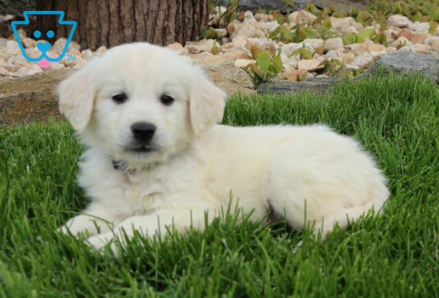 English Cream Golden Retriever puppy with a soft, fluffy cream coat lying in vibrant green grass, featuring a calm outdoor setting with natural landscaping that highlights its gentle eyes, sweet expression, and relaxed, cuddly demeanor image