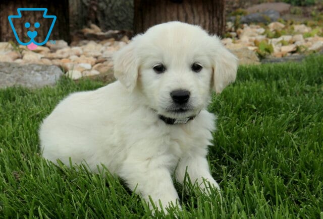 English Cream Golden Retriever puppy resting in lush green grass, showcasing its soft fluffy coat, dark button nose, and gentle, soulful eyes, with a peaceful outdoor backdrop that highlights its calm, sweet, and affectionate personality image