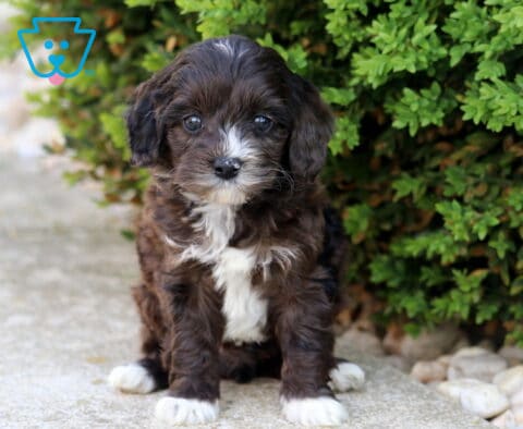 Chocolate and white Cockapoo puppy sitting on a stone walkway beside a green shrub, looking alert and irresistibly sweet