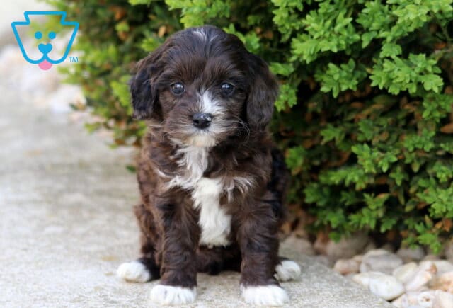 Chocolate and white Cockapoo puppy sitting on a stone walkway beside a green shrub, looking alert and irresistibly sweet image