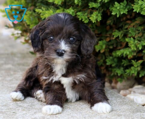 Chocolate Cockapoo puppy with white markings lying on a stone path beside lush greenery, gazing gently with a calm and cuddly look
