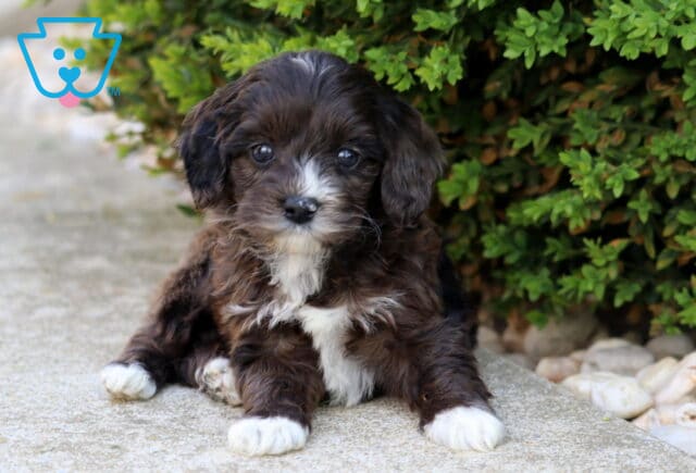 Chocolate Cockapoo puppy with white markings lying on a stone path beside lush greenery, gazing gently with a calm and cuddly look image