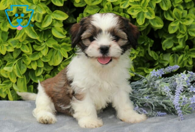 River Cava Tzu image