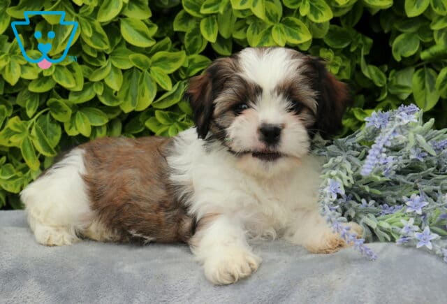 River Cava Tzu2 image