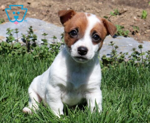 River Jack Russell