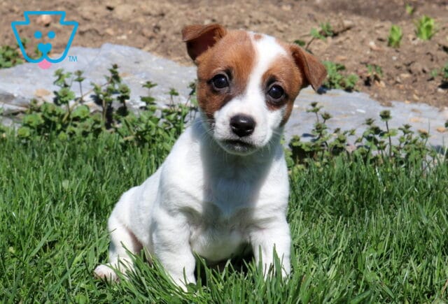 River Jack Russell image