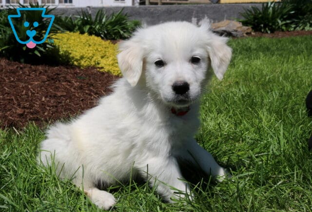 Rocket Golden2 image