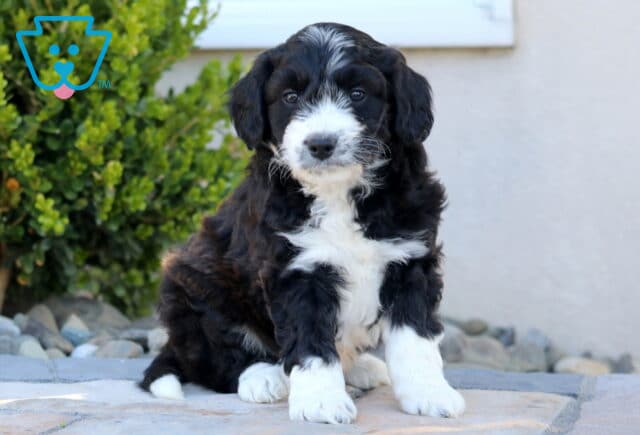 Rocky Mini Aussiedoodle image