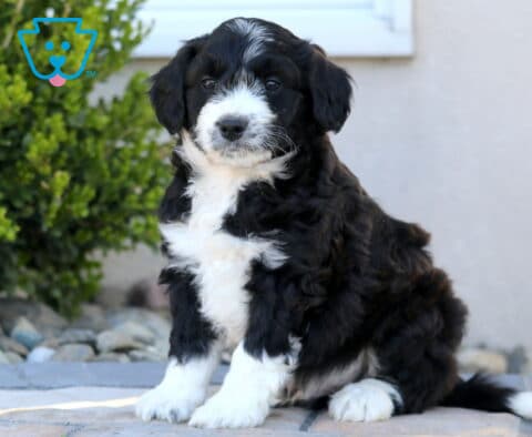 Rocky Mini Aussiedoodle2