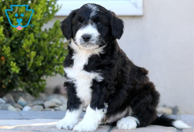 Rocky Mini Aussiedoodle2 image