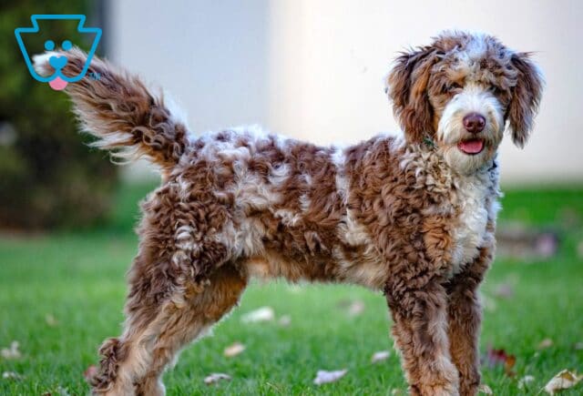 Rocky Mini Bernedoodle Chet Stoltzfus image