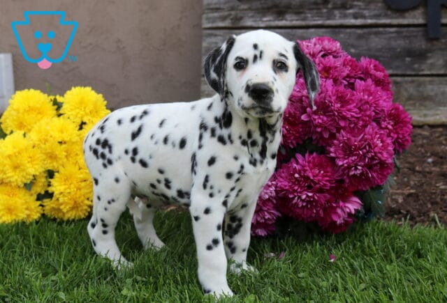 Rolly Dalmatian image