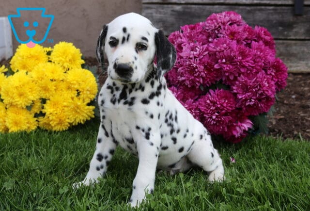 Rolly Dalmatian2 image