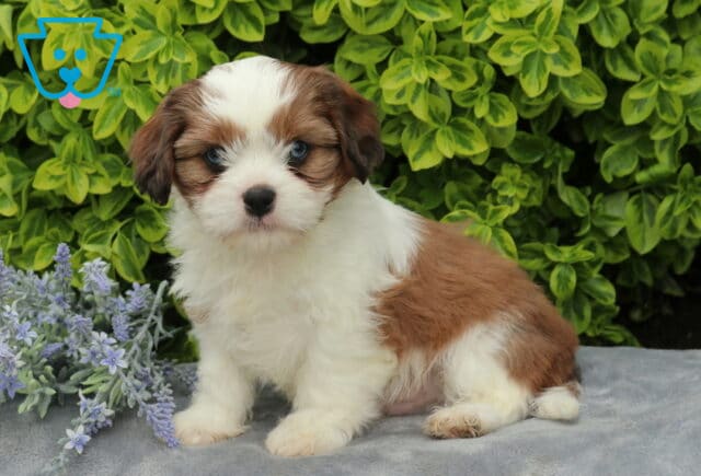 Rolo Cava Tzu2 image