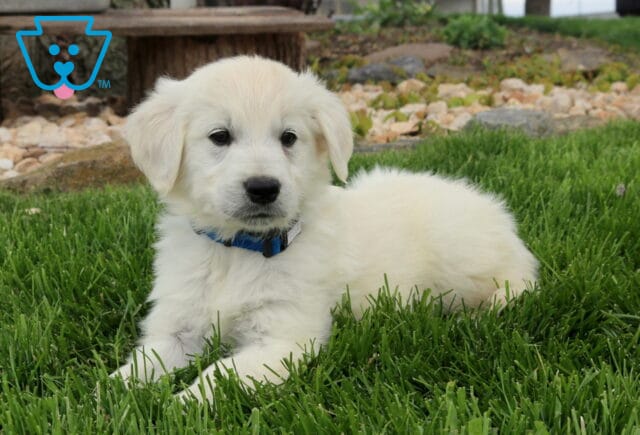 English Cream Golden Retriever puppy with a soft, fluffy light cream coat relaxing on lush green grass, featuring a peaceful outdoor setting that highlights its gentle expression and adorable, cuddly appearance image