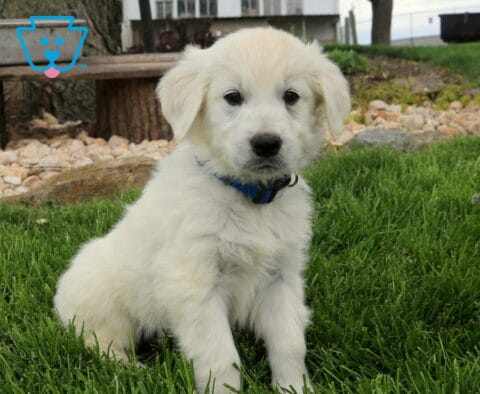 English Cream Golden Retriever puppy with a soft, fluffy cream coat sitting on lush green grass, featuring a peaceful backyard setting that highlights its gentle eyes, sweet expression, and cuddly appearance