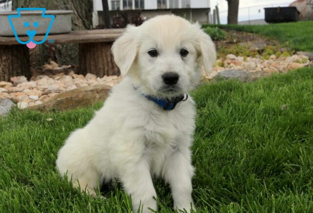 English Cream Golden Retriever puppy with a soft, fluffy cream coat sitting on lush green grass, featuring a peaceful backyard setting that highlights its gentle eyes, sweet expression, and cuddly appearance image