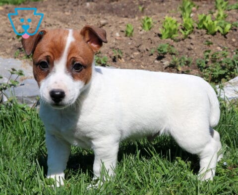 Rolo Jack Russell