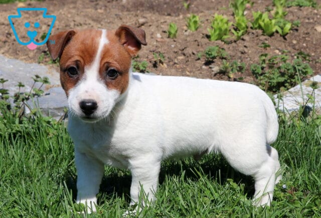Rolo Jack Russell image