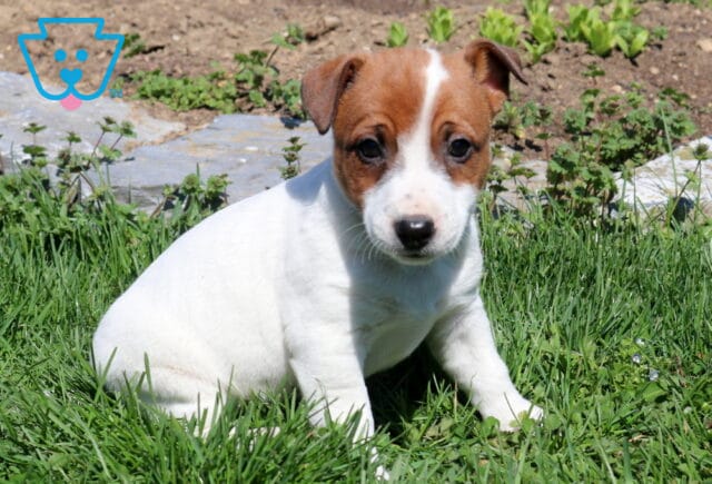 Rolo Jack Russell2 image