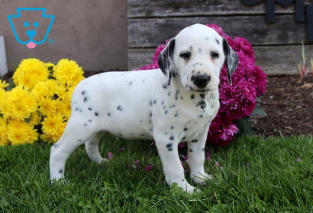 Roly Poly Dalmatian image