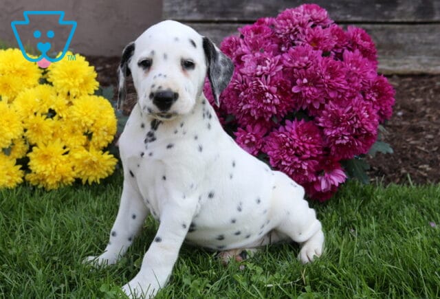 Roly Poly Dalmatian2 image