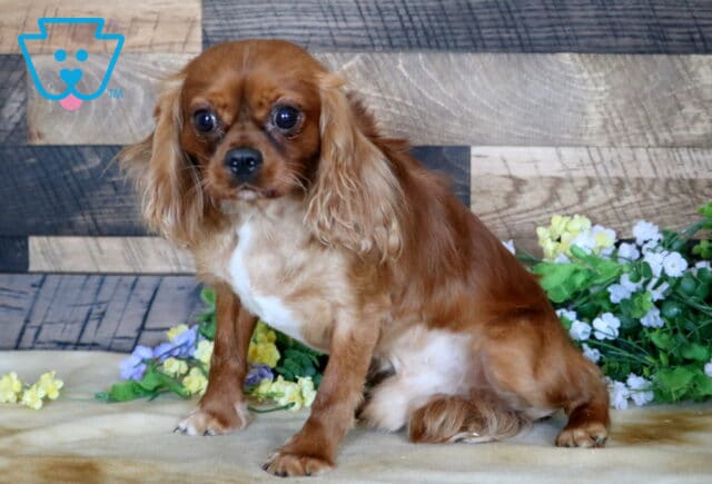 Romeo Cavalier (Levi Glick) (1) image