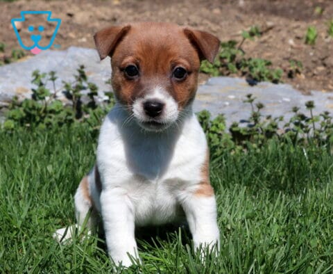 Rover Jack Russell