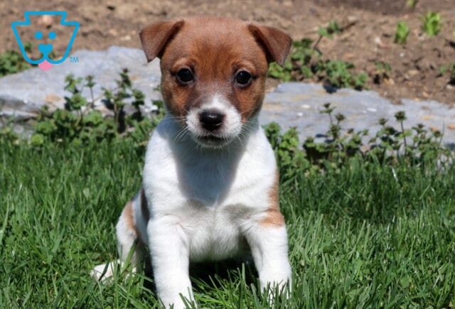 Rover Jack Russell image