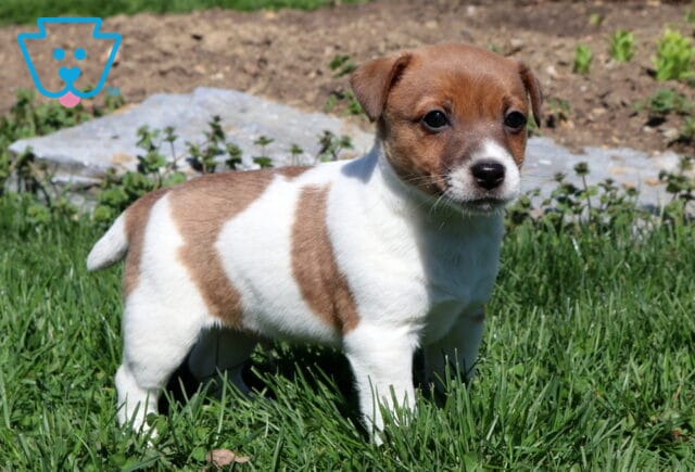 Rover Jack Russell2 image