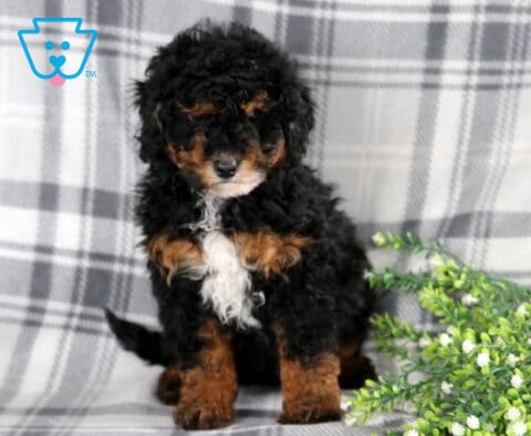 Rover Mini Bernedoodle