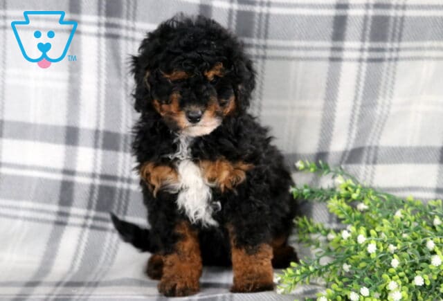 Rover Mini Bernedoodle image