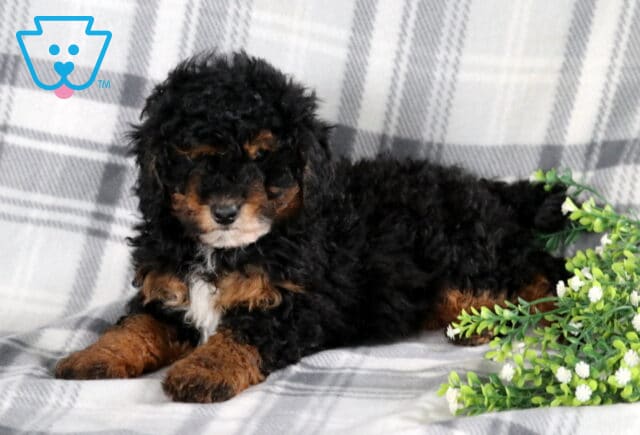 Rover Mini Bernedoodle2 image