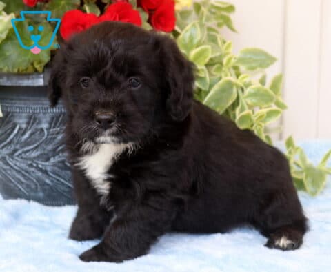 Black Corgipoo puppy with a soft fluffy coat and white chest marking standing on a light blue blanket, posed beside a decorative planter with green leaves and red flowers, looking attentively at the camera