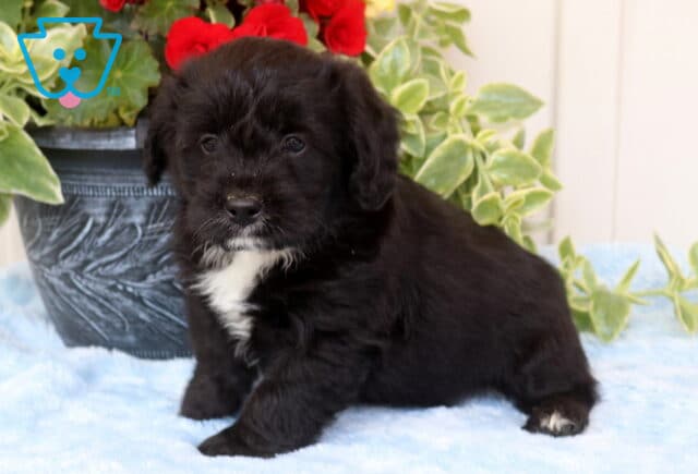 Black Corgipoo puppy with a soft fluffy coat and white chest marking standing on a light blue blanket, posed beside a decorative planter with green leaves and red flowers, looking attentively at the camera image