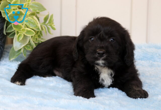 Black Corgipoo puppy with a fluffy coat and white chest patch lying on a soft blue blanket, positioned beside a leafy green plant, looking up with a calm, curious expression image